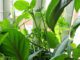 container garden