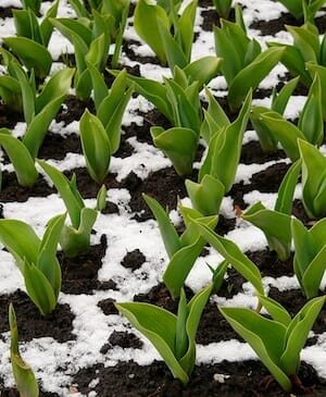 snowplants