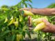 bell pepper acidic soil