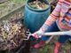 composting