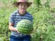 Farmer with melon in garden