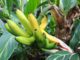 banana plant