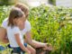 easy vegetable gardening