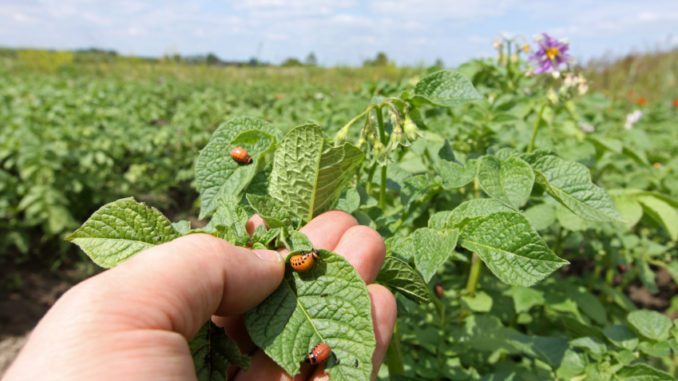 garden pests