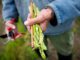 growing asparagus