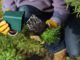 planting herb garden