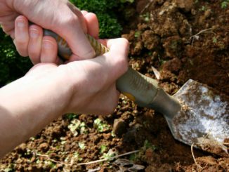 soil sample
