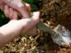soil sample