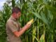 sweet corn
