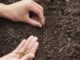 fall garden planning