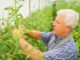 greenhouse tomato plants
