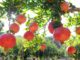 pomegranates