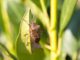 Stink bug eating leaf
