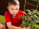 tomato plant common problems
