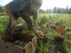 FDA rules organic farm