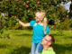 home orchard