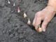 planting garlic