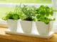 Herb garden
