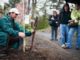Planting tree