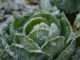 Winter cabbage