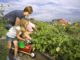 cheap gardening