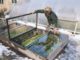 cold frame gardening