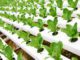 hydroponics