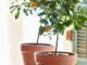 indoor garden