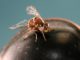 olive fly