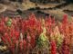 quinoa growing