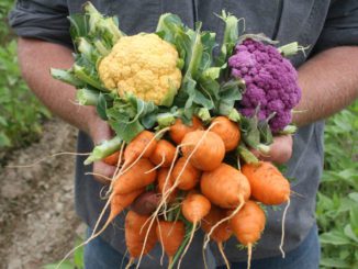 vegetables, garden, gardening, months