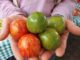 heirloom seeds non-gmo