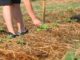 mulch types garden