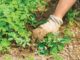 weeds gardening benefits