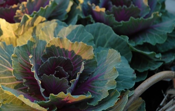 container gardening winter cold weather vegetable gardening pots