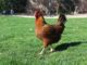 backyard chickens