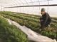 high tunnel garden