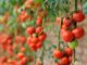 Growing an indoor vegetable garden