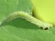 Natural insecticides