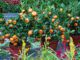 drawf fruit tree