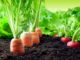 garden soil ph test