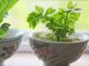 regrow veggies