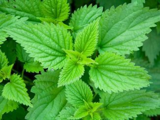 stinging nettles