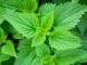 stinging nettles