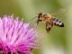 attracting bees to your garden