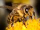 honeybees neonicotinoids