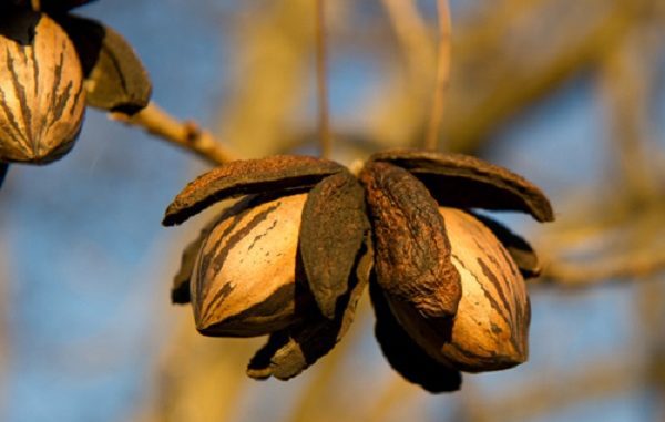 pecans tree growing a nut tree