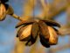 growing a nut tree