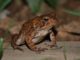 helpful garden critters