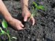 garden transplant seeds